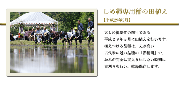 しめ縄専用稲の田植え【平成29年5月】