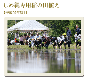 しめ縄専用稲の田植え